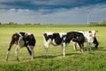 Cows on pasture in Holland, species appropriate animal husbandry in the Netherlands, farmland meadow