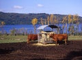 Cows in pasture at Laacher See Royalty Free Stock Photo