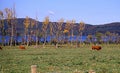 Cows in pasture at Laacher See Royalty Free Stock Photo