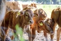 Cows on the Pasture