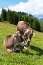 Cows in a pasture on the mountain Royalty Free Stock Photo