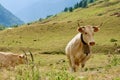 Cows of on pasture on the mountain slopes of French Pyrenees, Tourmalet, France. Beige cow looking at camera Royalty Free Stock Photo