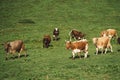 Cows on a pasture in mountains. Valley lit with sunlight in summ