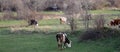 Cows at pasture near bitola,macedonia