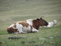 Cows on pasture