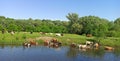 Cows on pasture near river. Beautiful summer landscape Royalty Free Stock Photo