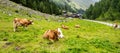 Cows on pasture and old alpine wooden houses