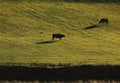 Cows on pasture, Orkneys islands, Scotland. Royalty Free Stock Photo