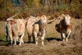 Cows on pasture