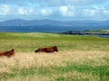 Cows Pasture Quietly on the Isle of Iona, Scotland