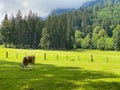 Cows on the pasture in Ramsau am Dachstein, Austria