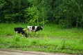 Cows in the pasture and running along the road from the shepherds