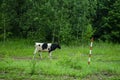 Cows in the pasture and running along the road from the shepherds