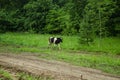 Cows in the pasture and running along the road from the shepherds