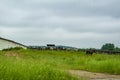 Cows in the pasture and running along the road from the shepherds