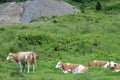 Cows on pasture