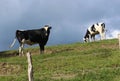 Cows in the pasture on a summer day Royalty Free Stock Photo