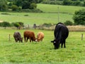 A cows on a pasture on a summer day. Livestock on free grazing. Livestock farm. Agricultural landscape, cow on green grass field Royalty Free Stock Photo