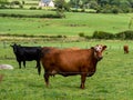 A cows on a pasture, summer. Livestock on free grazing. Livestock farm. Agricultural landscape, cow on green grass field Royalty Free Stock Photo