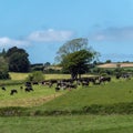 A cows on a pasture on a sunny spring day. Livestock farm. Cows on free grazing. Organic farm in Ireland, green grass field Royalty Free Stock Photo
