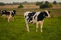 Cows in pasture at sunset Royalty Free Stock Photo