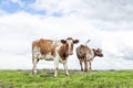 Cows, in a pasture under a blue sky and a faraway straight horizon, one rearview walking away, and one cow looking at the camera Royalty Free Stock Photo