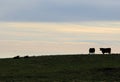 Cows at Pasture in Vermont