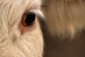 Cows in the pasture. White cattle living outdoors in nature. Meat breed. Close-up of head with eye Royalty Free Stock Photo