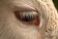 Cows in the pasture. White cattle living outdoors in nature. Meat breed. Close-up of head with eye Royalty Free Stock Photo