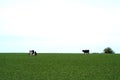 Cows pastured on a green field