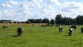 Cows pastured on playing field