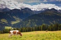Cows pasturing on meadows high in the mountains