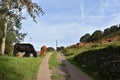 Cows on path and in the way
