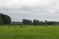 Cows in the Pature