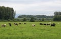 Cows in the Pature