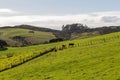 Cows peacefully grazing at green grass, Shakespear Regional Park, New Zealand