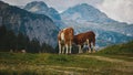 Cows peacefully grazing on a lush grassy area with a stunning mountain backdrop