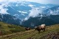 Cows peacefully grazing in the mountains