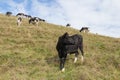 Cows peacefully grazing on a slope in a sunny day, New Zealand