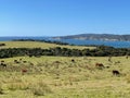 Cows peacefully grazing on a slope in a sunny day, Tawharanui Regional Park, New Zealand