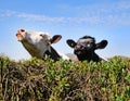 Cows peering over a hedgerow