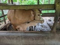 Cows in the pen seen from the front. cows are prepared for sacrifice on Eid al-Adha or Eid al-Qurban