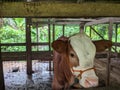 Cows in the pen seen from the front. cows are prepared for sacrifice on Eid al-Adha or Eid al-Qurban