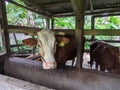 Cows in the pen seen from the front. cows are prepared for sacrifice on Eid al-Adha or Eid al-Qurban