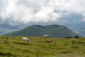 Cows in pico island azores volcano aerial view Royalty Free Stock Photo