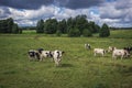 Cows in Poland