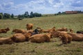 Cows in Poland