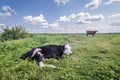 Cows in Poland