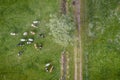 Cows in Poland, rural landscape in Masovia region