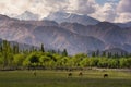 Cows pond in front of Shey Palace in Leh Ladakh. Royalty Free Stock Photo